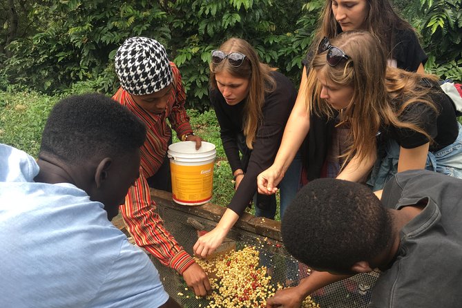 Coffee tour and Buffet Lunch with Kingstone Asilia (Arusha) - Key points before you book