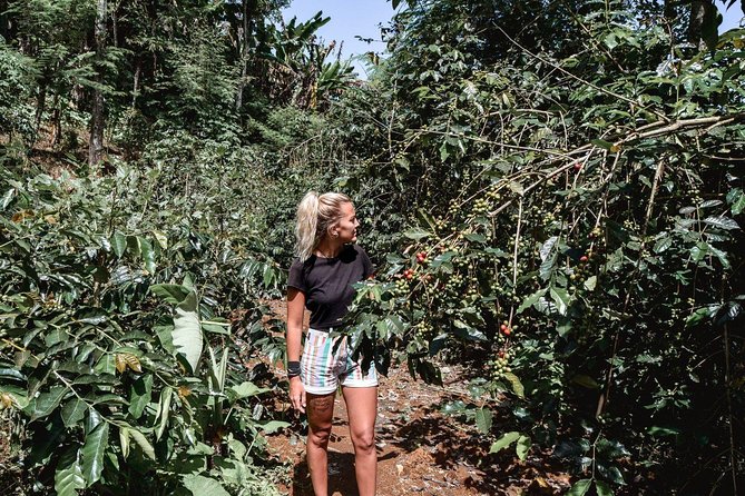 Coffee Tour Experience from Arusha - How the Two Stops Fit Together