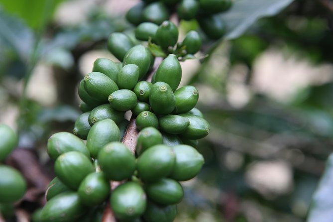 Coffee walk day trip - The walk from Arusha’s outskirts to the coffee farm