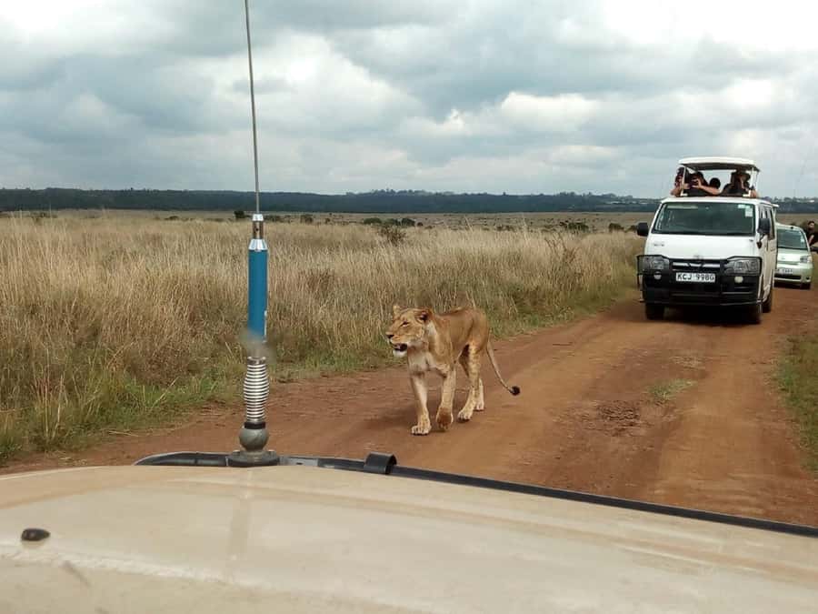 Dar el Salam: Full-Day Mikumi National Park Tour - Why Mikumi works as a day trip from Dar es Salaam