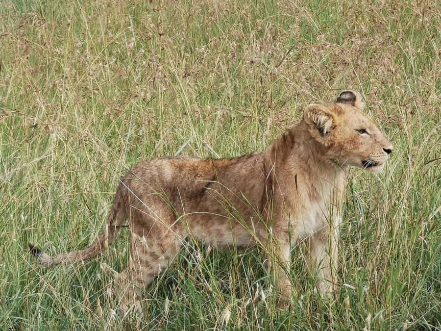 Dar el Salam: Full-Day Mikumi National Park Tour - Lunch breaks up the game drive