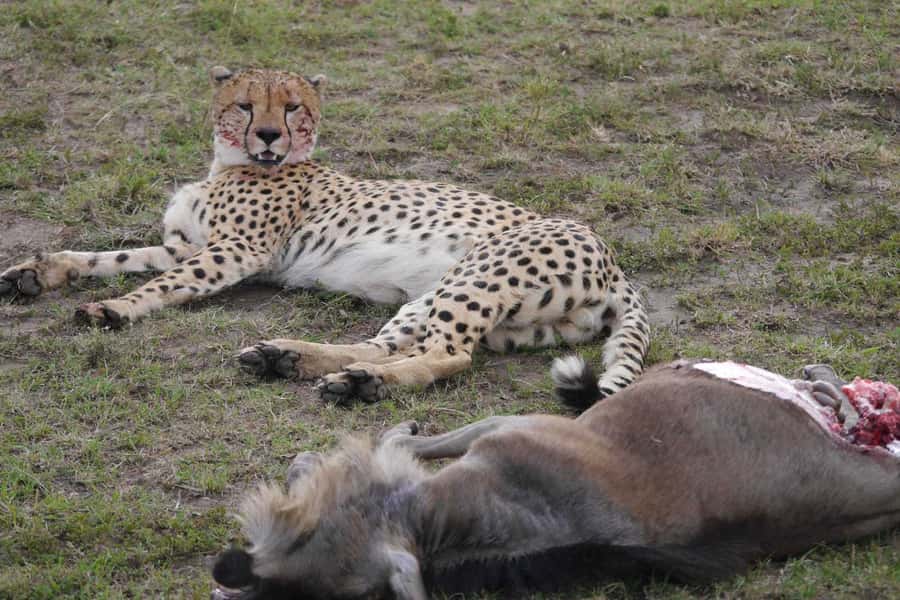 Dar el Salam: Full-Day Mikumi National Park Tour - A private group changes the safari experience