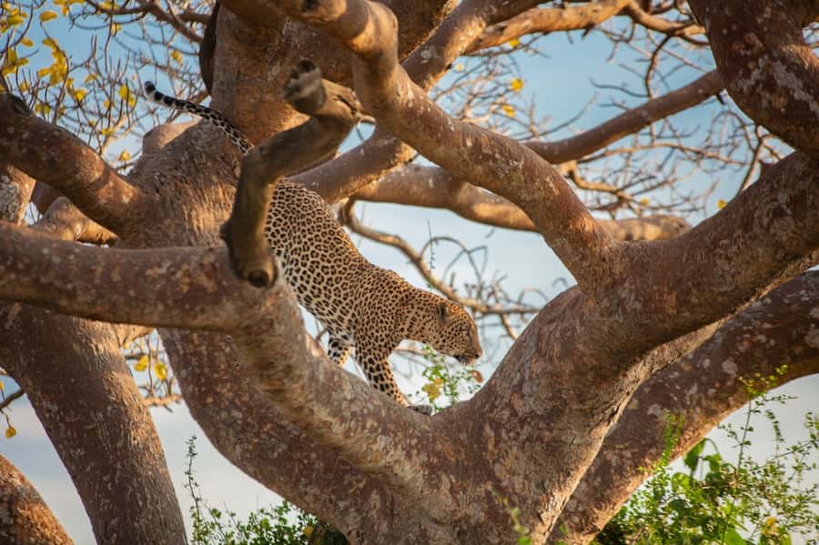 Dar el Salam: Full-Day Mikumi National Park Tour - Wildlife, photography, and realistic expectations