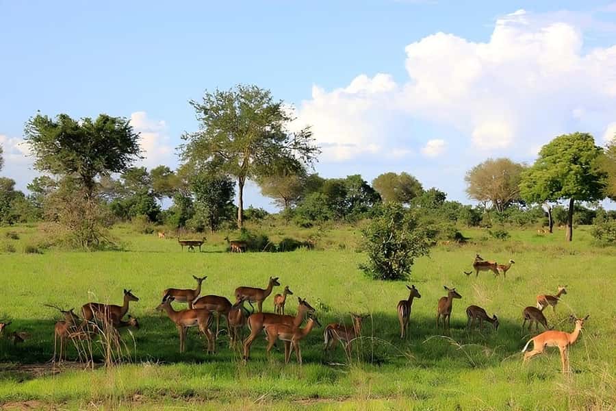 Dar es Salaam: 2-Day Mikumi National Park Safari - Key points at a glance