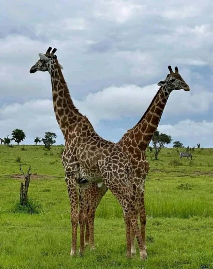 Dar es Salaam: 2-Day Mikumi Park Safari Tour by Luxury Train - Key points to know before booking