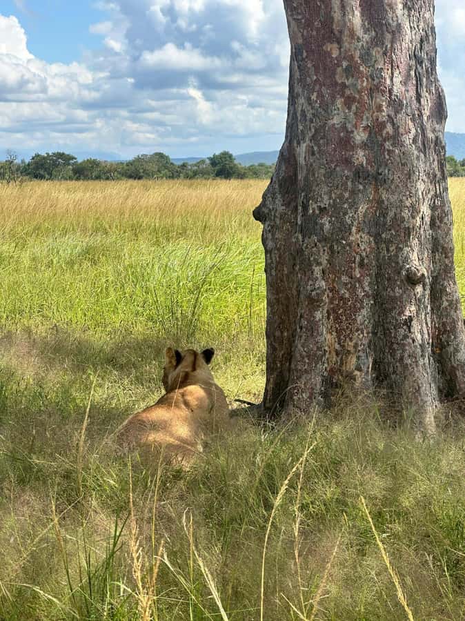 Dar es Salaam: 2-Day Mikumi Park Safari Tour by Luxury Train - Why Mikumi works for a short Tanzania safari