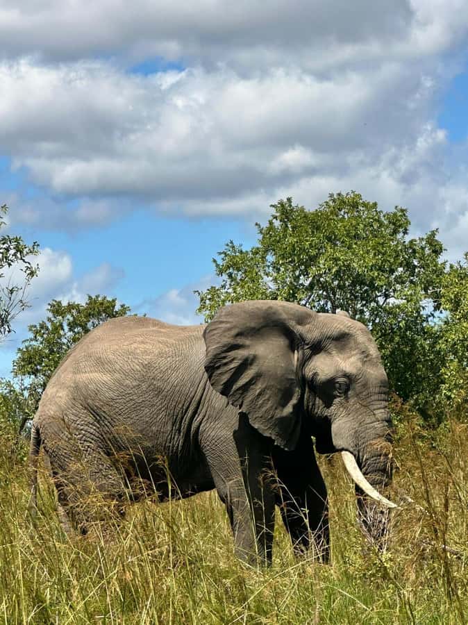 Dar es Salaam: 2-Day Mikumi Park Safari Tour by Luxury Train - The SGR train ride to Morogoro