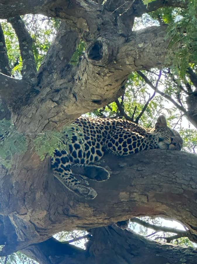 Dar es Salaam: 2-Day Mikumi Park Safari Tour by Luxury Train - The 5:00 am pickup from Dar es Salaam
