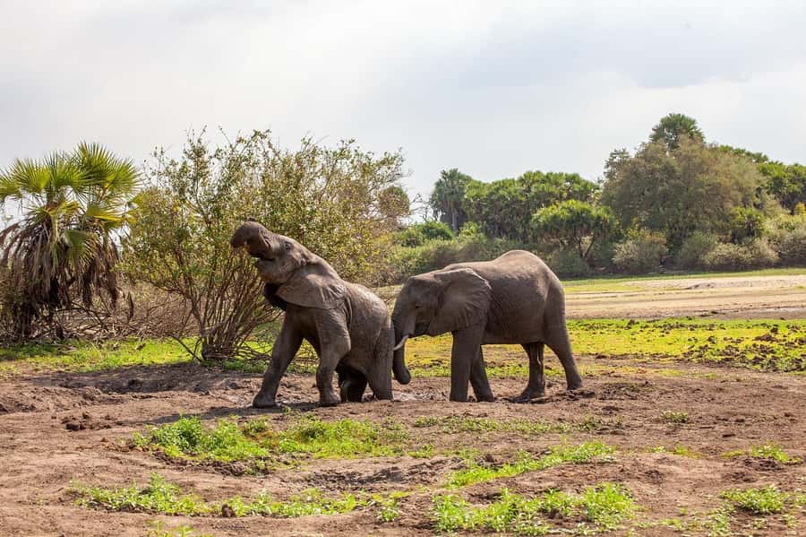 Dar es salaam:2 Days Amazing Maasai & Mikumi National Park - The small details that affect your decision