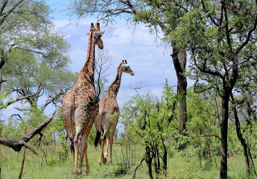 Dar es salaam:2 Days Amazing Maasai & Mikumi National Park - Day 1: the road to Mikumi and an afternoon Maasai visit