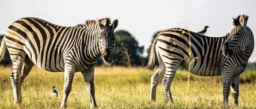 Dar es Salaam:3Day Mikumi Safari & Waterfall &Open roof Jeep - Why this three-day route works from Dar es Salaam
