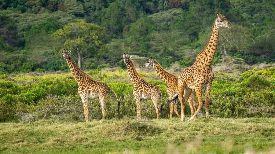 Dar es Salaam: Day Trip to Mikumi National Park - Key points at a glance