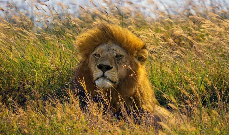Dar es Salaam: Day Trip to Mikumi National Park - Why Mikumi works for a one-day safari
