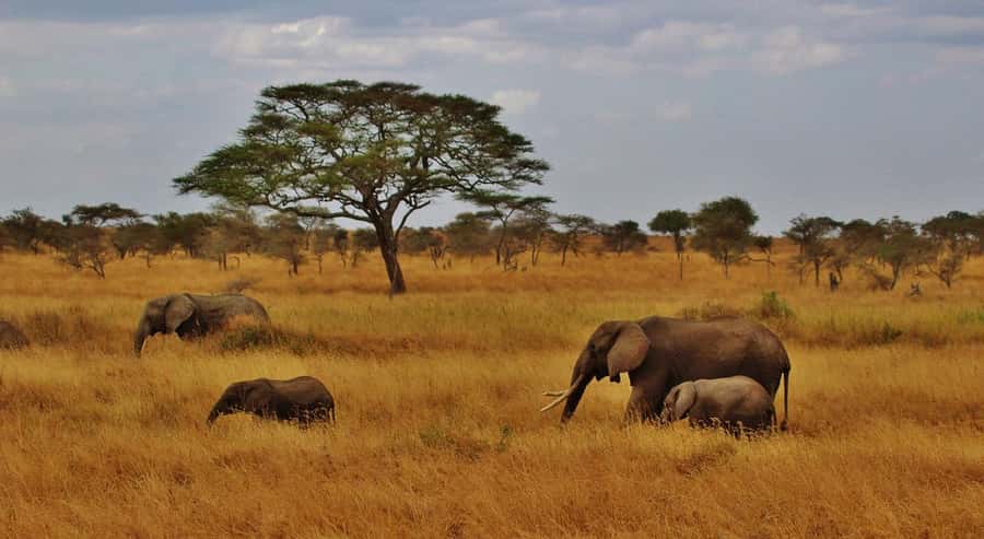 Dar es Salaam: Day Trip to Mikumi National Park - SGR train to Morogoro