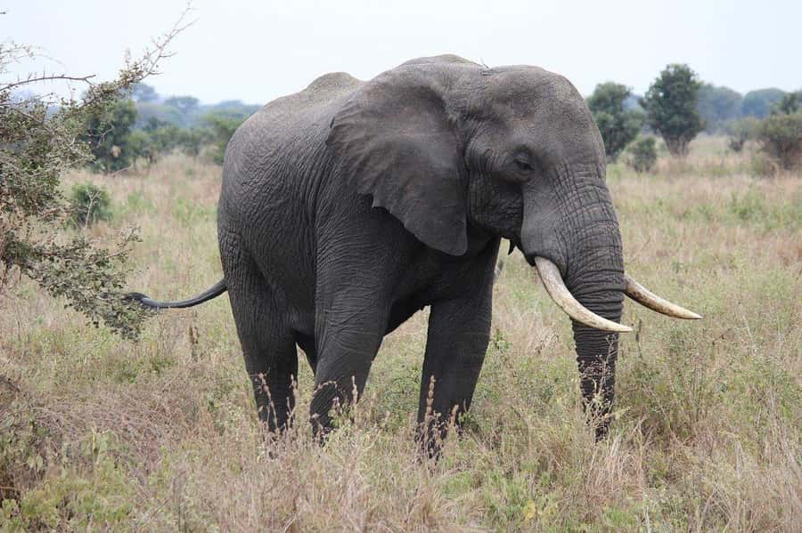 Dar es Salaam: Day Trip to Mikumi National Park - Lunch at Mikumi Bandas around 1 p.m.