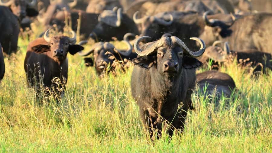 Dar es Salaam: Day Trip to Mikumi National Park - The early pickup from Masaki