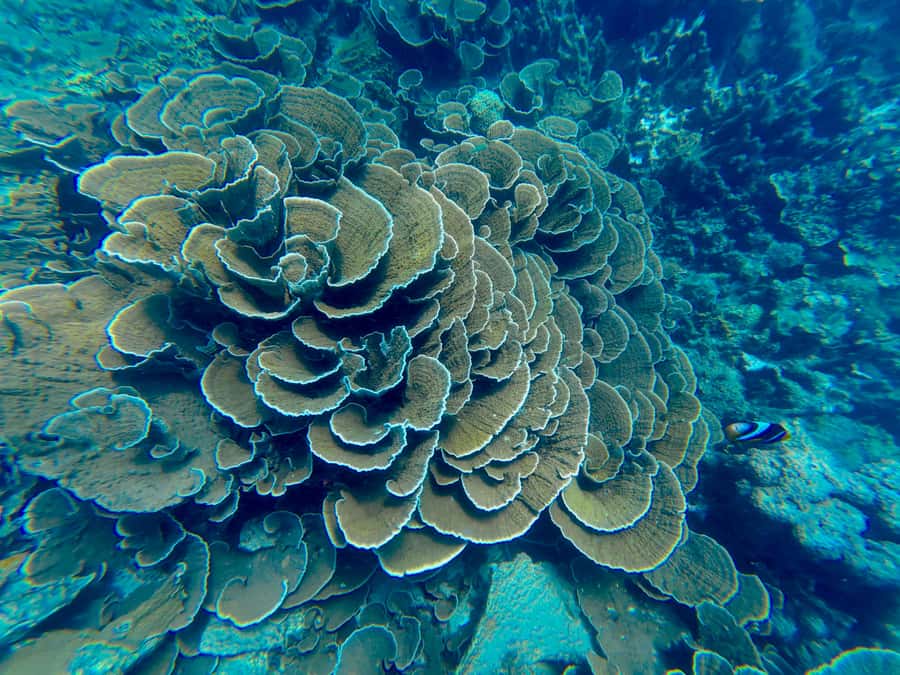 DAR ES SALAAM: MBUDYA ISLAND SNORKELING TOUR & BEACH VIBES - Lunch on the sand, with extra cost