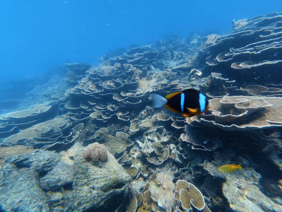 DAR ES SALAAM: MBUDYA ISLAND SNORKELING TOUR & BEACH VIBES - Is $130 a fair price?