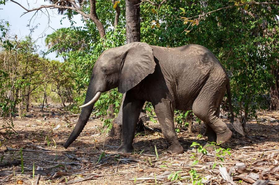 Dar es Salaam: Mikumi National Park Day Trip with Lunch - The afternoon drive and 4 p.m. departure