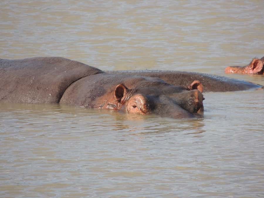 Dar es Salaam: Mikumi National Park Day Trip with Lunch - Who will enjoy this day trip most