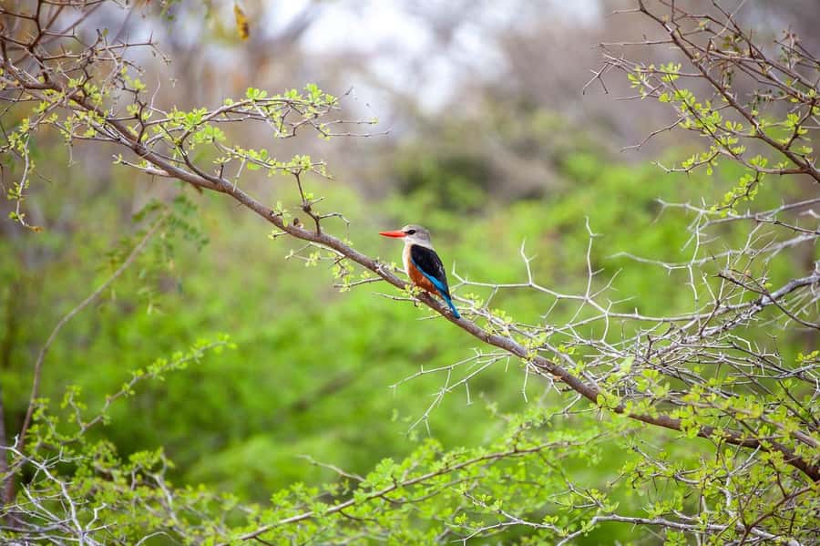 Dar es Salaam: Mikumi National Park Day Trip with Lunch - Languages, flexibility, and booking details
