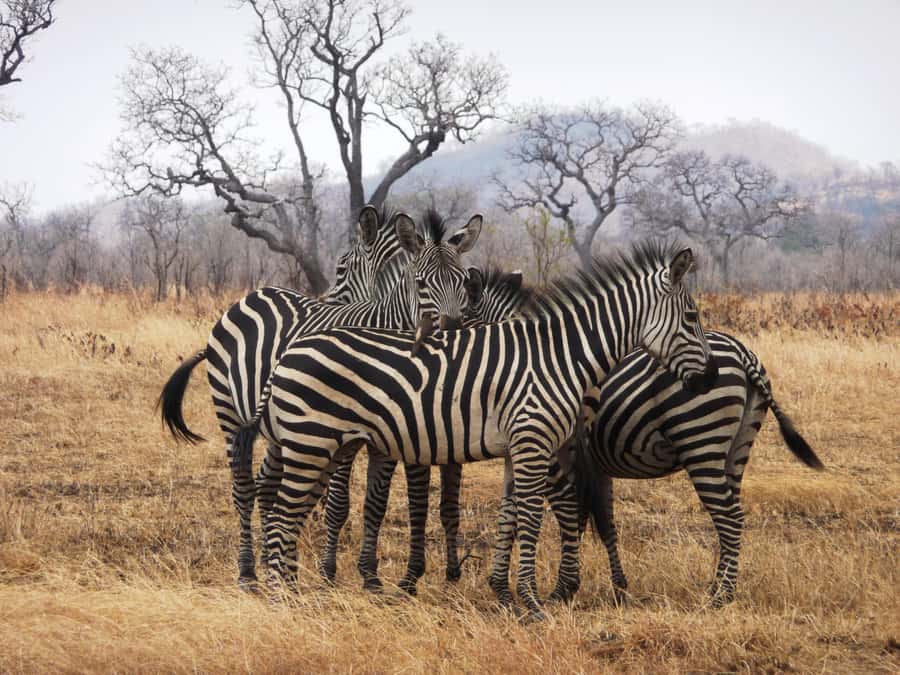 Dar es Salaam: Mikumi National Park Day Trip with Train Ride - Why this Dar es Salaam safari is worth considering