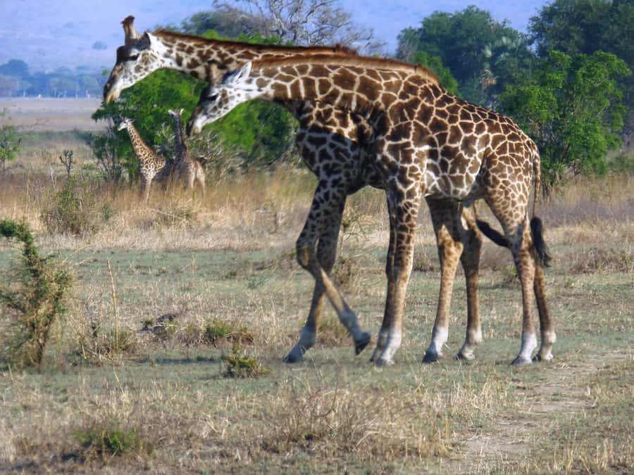 Dar es Salaam: Mikumi National Park Day Trip with Train Ride - Entering Mikumi National Park for the game drive