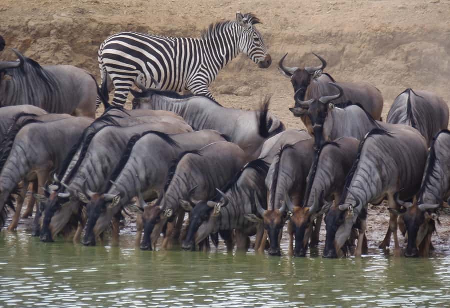 Dar es Salaam: Mikumi National Park Day Trip with Train Ride - What the wildlife viewing may feel like