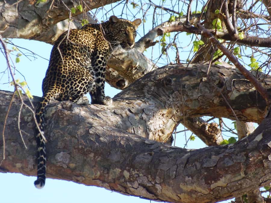 Dar es Salaam: Mikumi National Park Day Trip with Train Ride - Lunch inside the park
