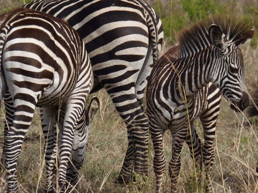 Dar es Salaam: Mikumi National Park Day Trip with Train Ride - Who should book this experience?