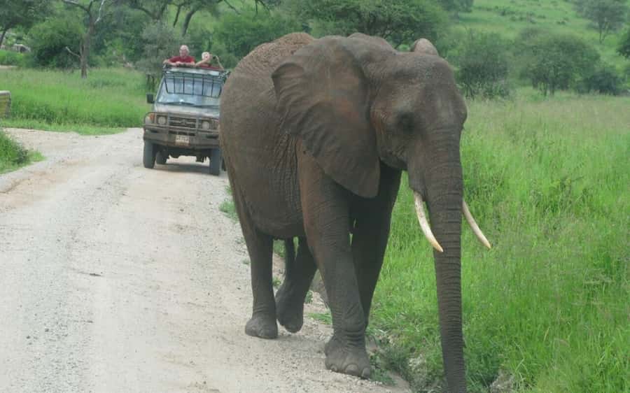 Dar Es Salaam: Overnight Safari at Mikumi National Park - Key points to know before booking