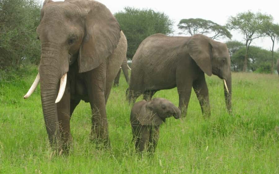 Dar Es Salaam: Overnight Safari at Mikumi National Park - Why Mikumi’s setting matters