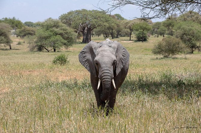 Day 1 Arusha – Lake Manyara National Park - Why Lake Manyara works well for a short safari