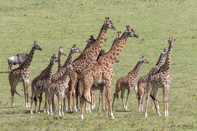 Day 1 Arusha – Lake Manyara National Park - The early drive from Arusha to the park