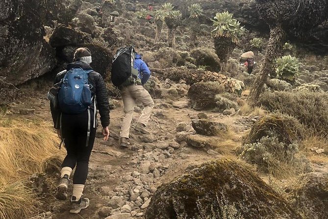 Day Hike to Mount Kilimanjaro (Mandara Hut) - Key points to know before you book
