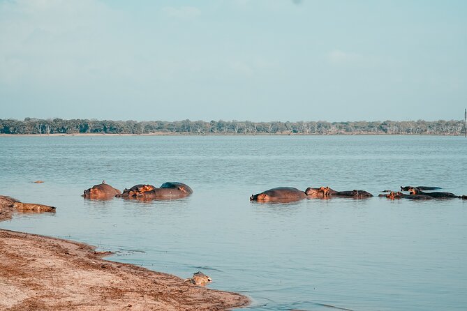 Day Safari Tour Selous Game Reserve - The afternoon search before the return flight