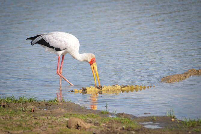 Day Safari Tour Selous Game Reserve - What Nyerere National Park adds to the trip