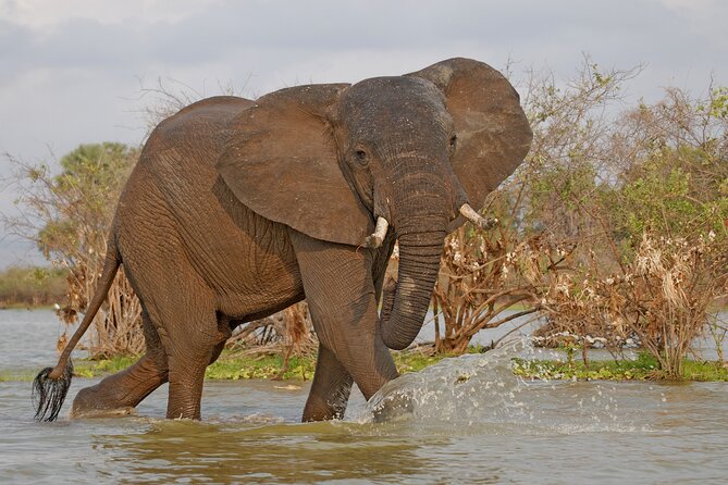 Day Safari tour to Selous Game Reserve from Zanzibar - Why this Zanzibar safari is worth considering