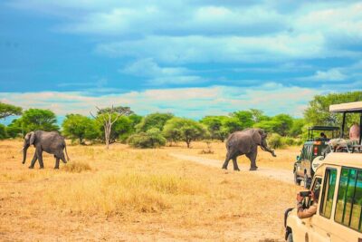 Day Safari tour to Selous Game Reserve from Zanzibar