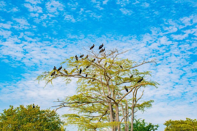 Day Safari tour to Selous Game Reserve from Zanzibar - Is $550 good value?