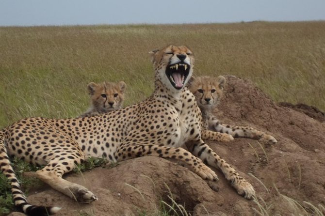 Day Tour: Ngorongoro Conservation Area - Why Ngorongoro Crater makes a strong short safari