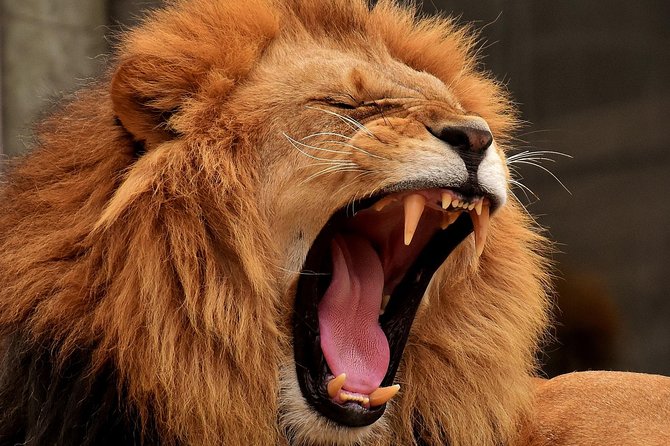 Day Tour: Ngorongoro Conservation Area - Day 2: what the Arusha stop really means
