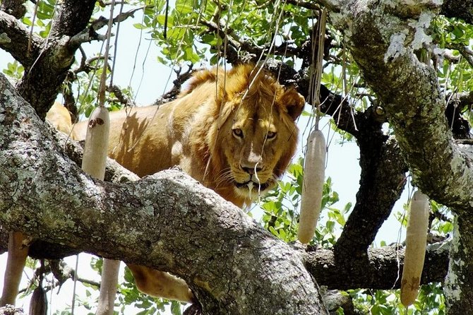 Day Tour: Ngorongoro Conservation Area - Is $307.70 good value?