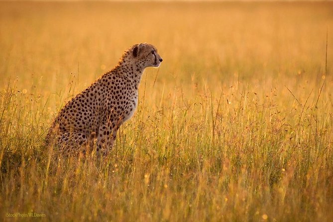 Day Tour: Ngorongoro Conservation Area - Food, comfort, and the small-group advantage