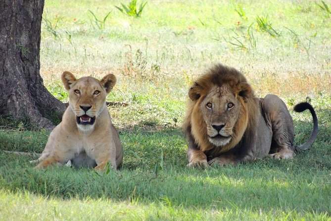 Day Tour: Ngorongoro Conservation Area - Practical details that can save you trouble