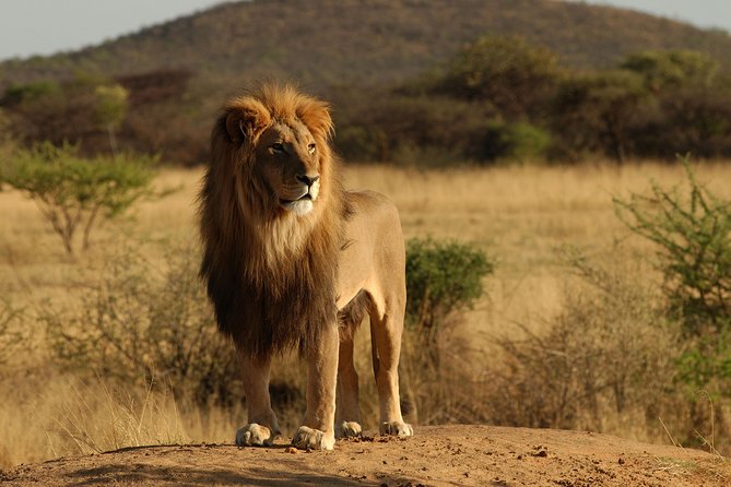 Day Tour: Ngorongoro Conservation Area - Who should book this Ngorongoro trip?