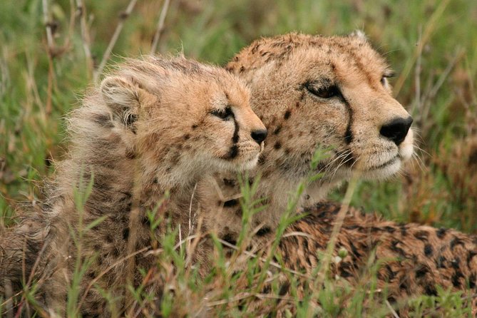 Day Tour: Ngorongoro Conservation Area - Day 1: six hours among plains, swamps, and flamingos
