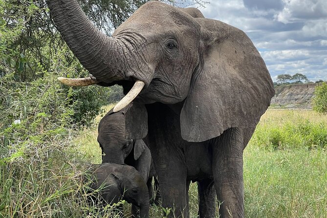 Day Tour to Tarangire National Park from Arusha - Key things to know before booking