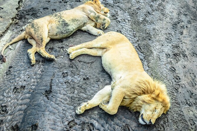 Day Tour to Tarangire National Park from Arusha - Why Tarangire makes a strong first safari
