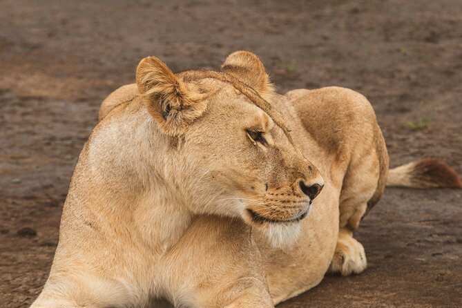 Day Tour to Tarangire National Park from Arusha - Eight hours among elephants, lions, and baobabs